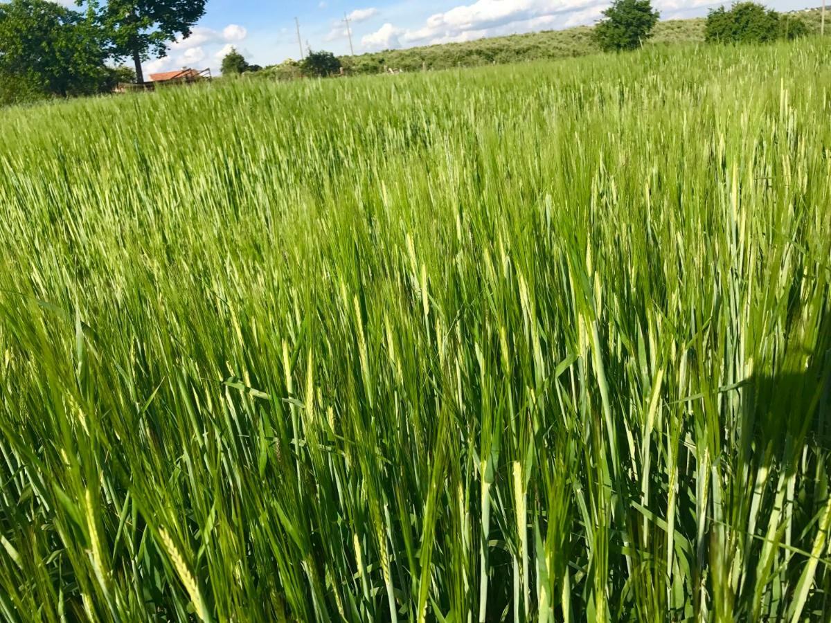 Agroturystyka Nad Jeziorem Silickim Ilinscy Silice ภายนอก รูปภาพ